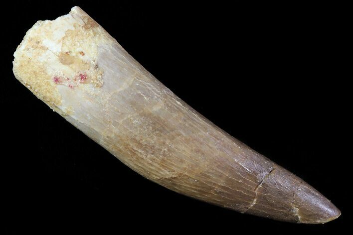 Fossil Plesiosaur (Zarafasaura) Tooth - Morocco #81919